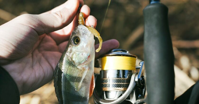 The Benefits of Using a High-Quality Saltwater Fishing Reel